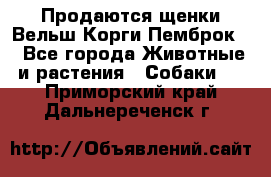 Продаются щенки Вельш Корги Пемброк  - Все города Животные и растения » Собаки   . Приморский край,Дальнереченск г.